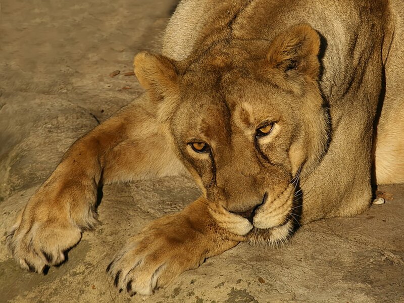 lioness resting on stone