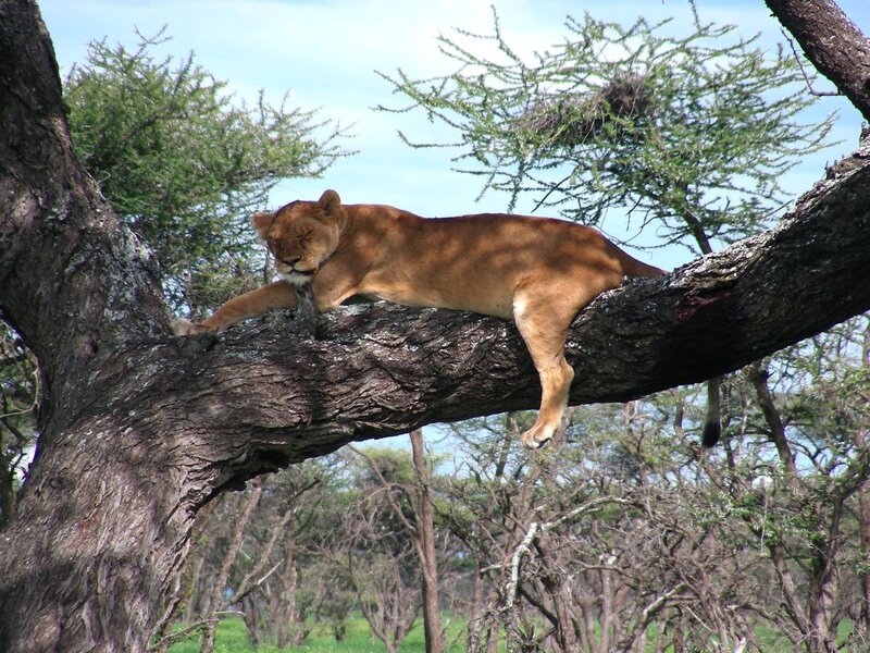 Lioness Resting on Tree — Brown, Calm