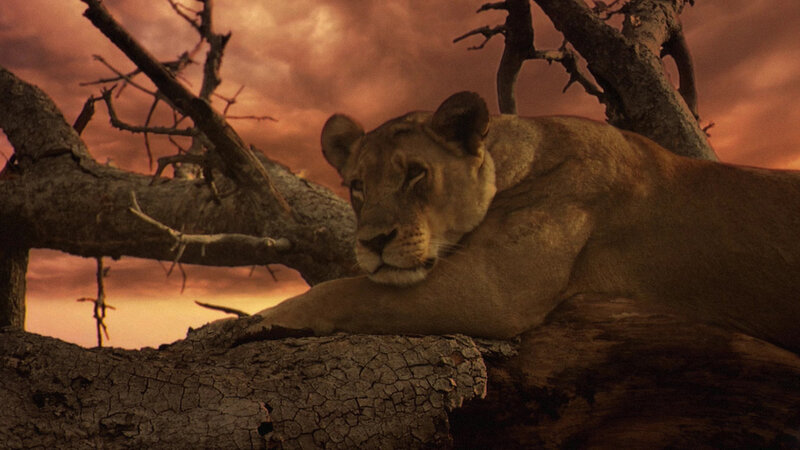Lioness Resting on Tree — Brown