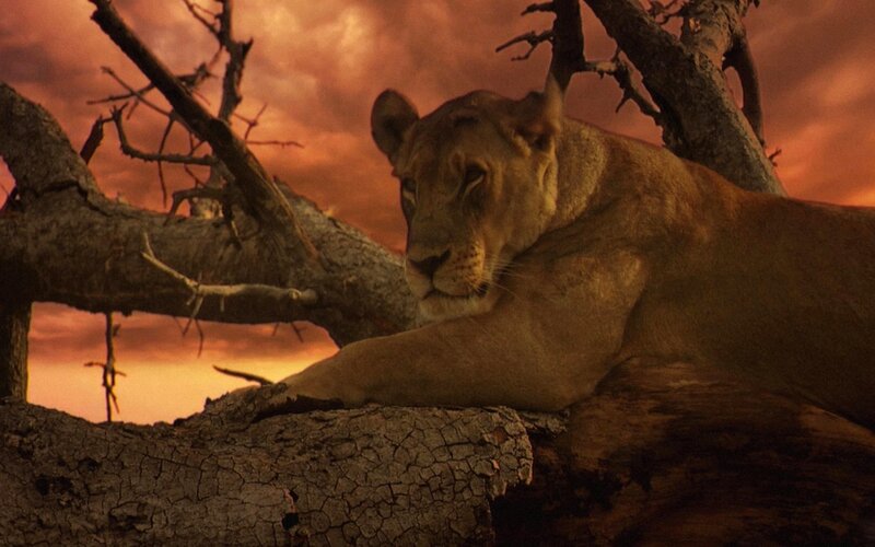 Lioness Resting on Tree