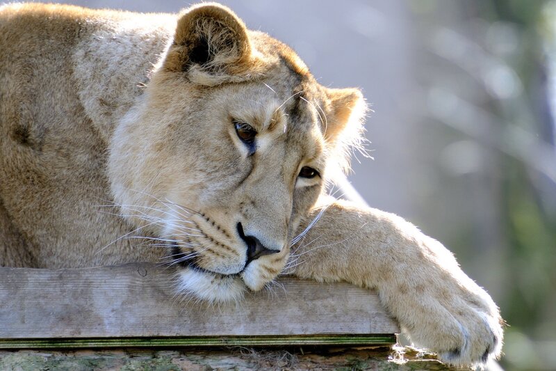 lioness resting on wooden beam