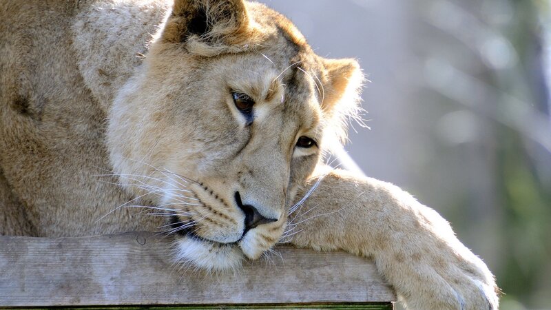 lioness resting on wooden beam