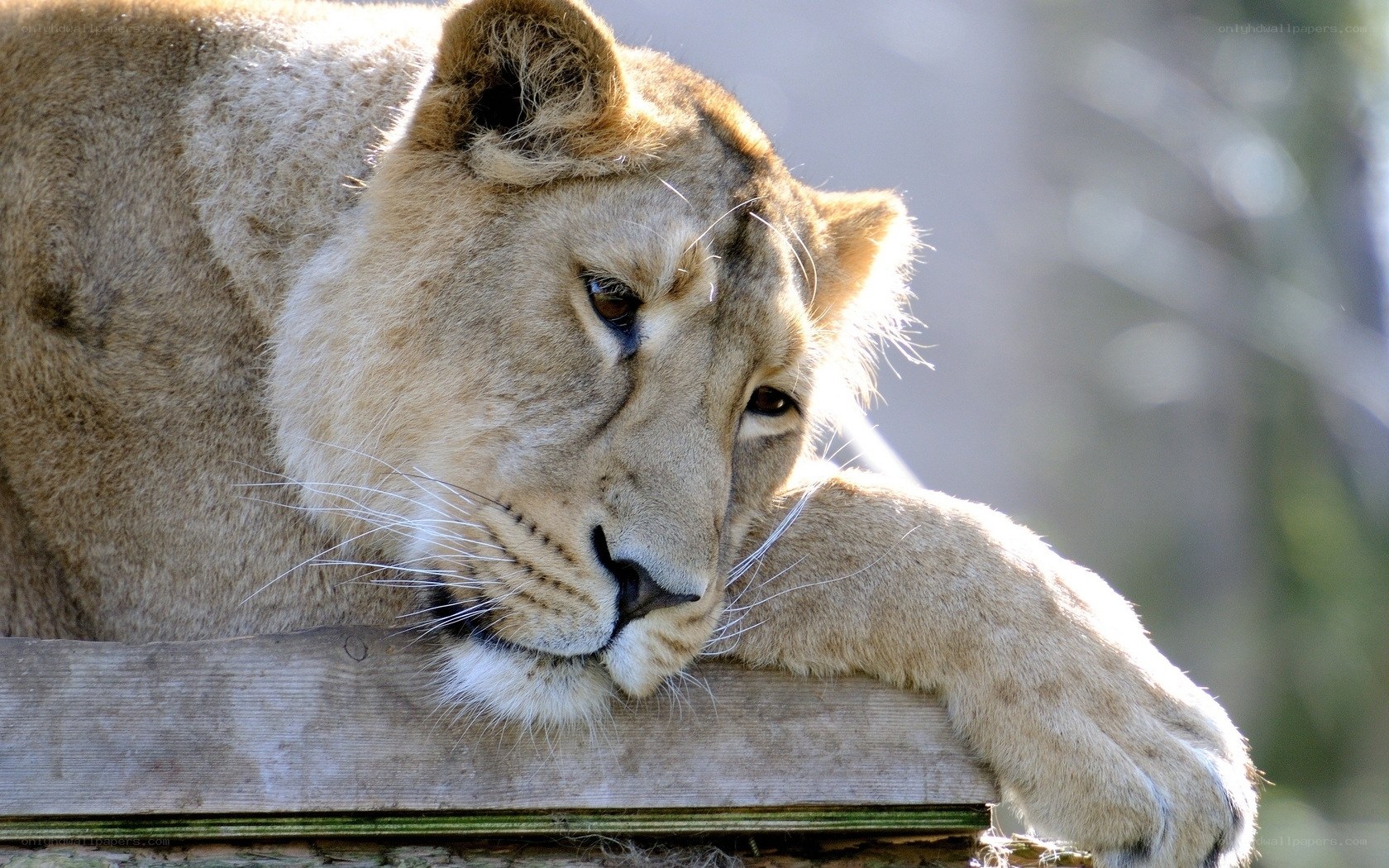 lioness resting on wooden beam