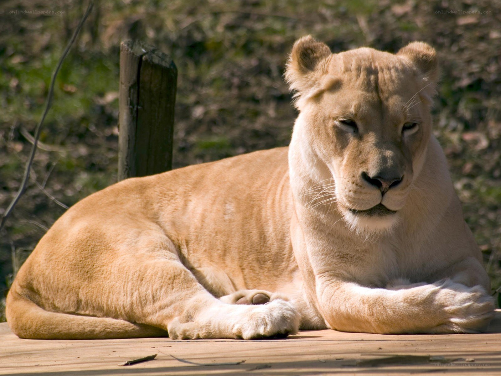 Lioness resting on wooden platform