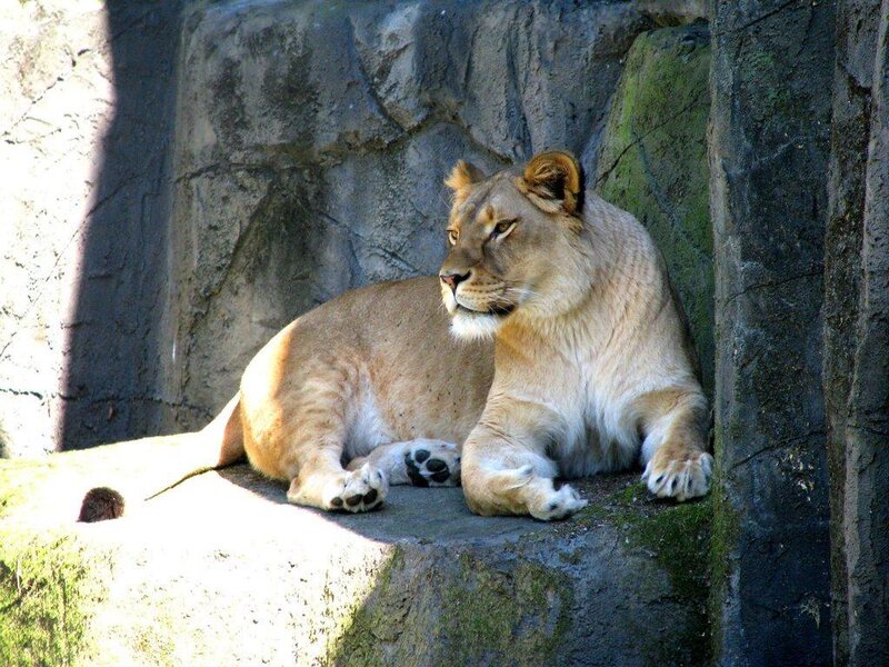 Lioness Resting — Tan, Calm