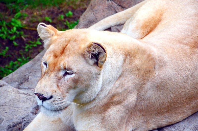 Lioness Resting — Tan
