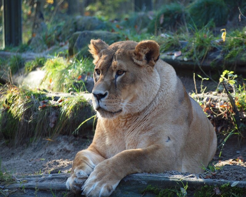 Lioness Resting