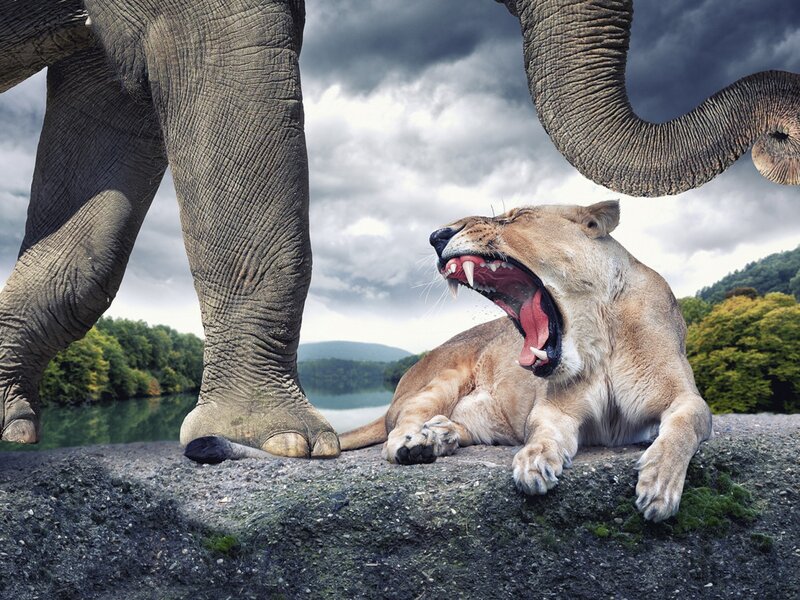 Lioness Roaring at Elephant