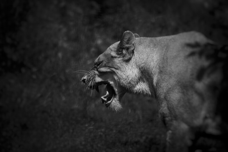 Lioness Roaring — Black, Dramatic, Photograph, Mouth
