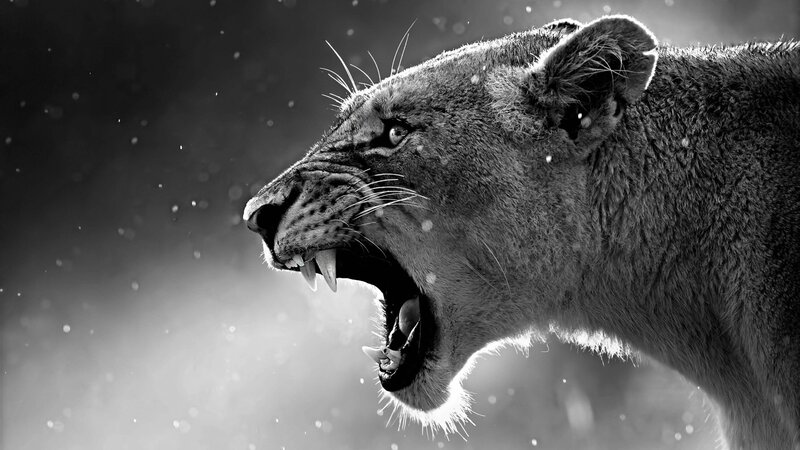 Lioness Roaring — Black