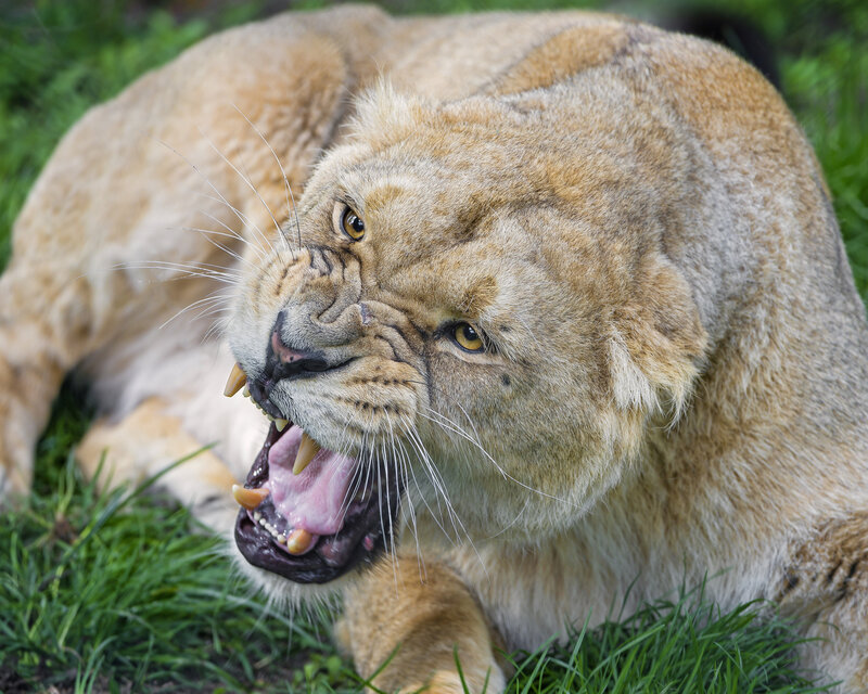 Lioness Roaring — Brown, Aggressive, Photograph, Grass