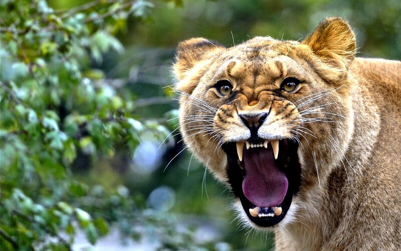 Lioness Roaring — Brown, Aggressive, Photograph