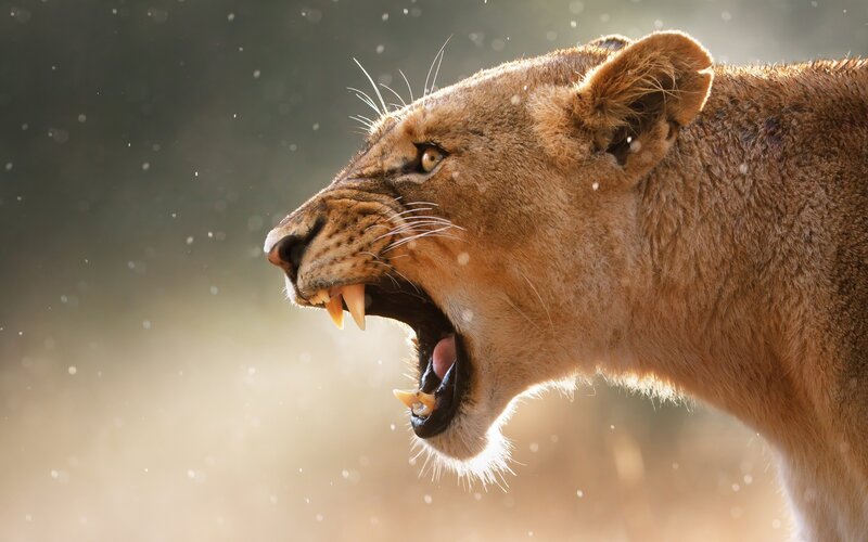 Lioness Roaring — Brown, Dramatic, Afternoon