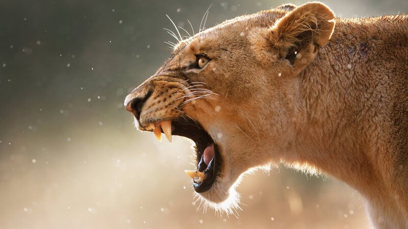 Lioness Roaring — Brown, Intense