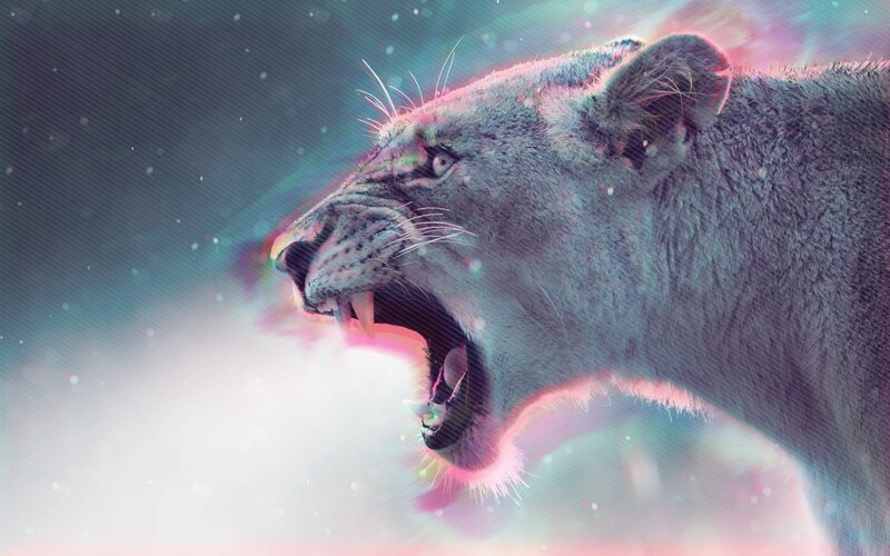 Lioness Roaring — Gray