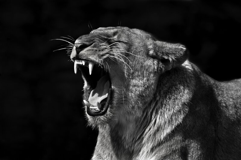 Lioness roaring in black and white