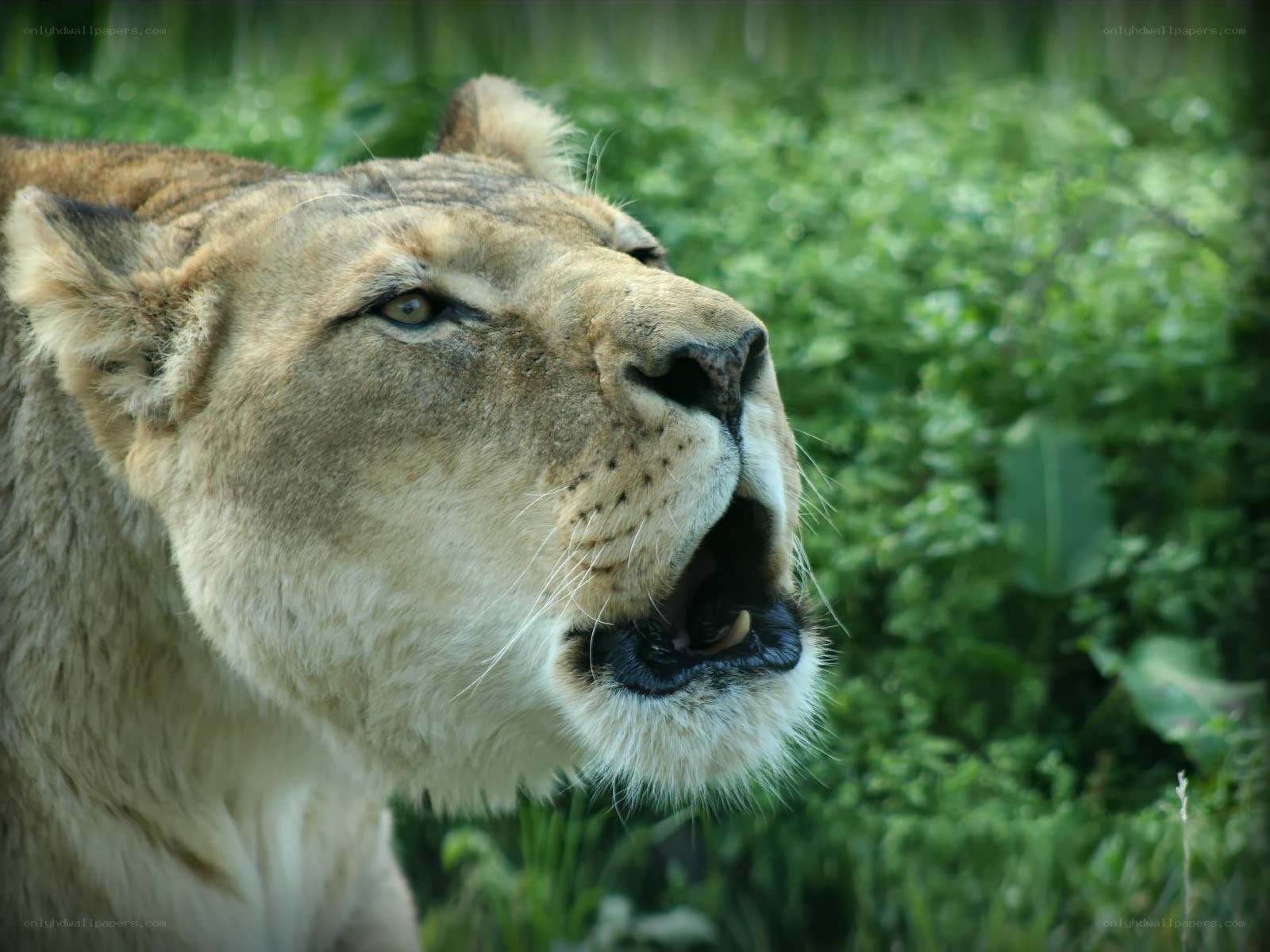lioness roaring in grass