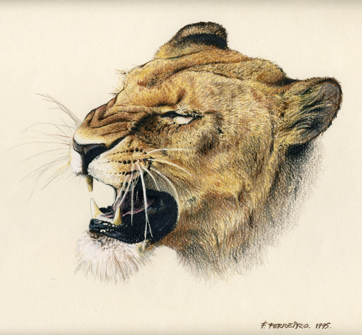 lioness roaring in profile