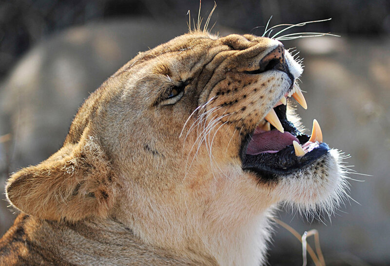 lioness roaring in profile