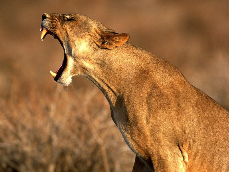 lioness roaring in savanna