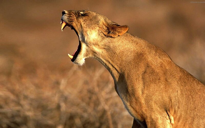 lioness roaring in savanna