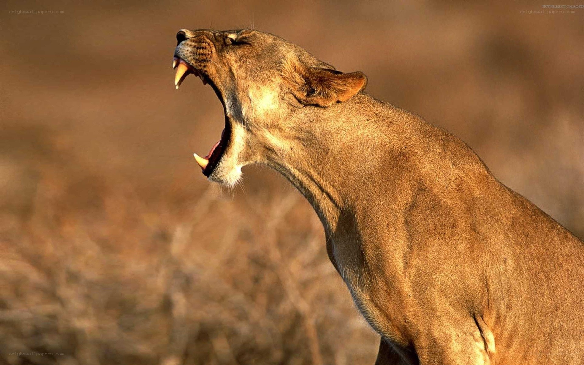 lioness roaring in savanna