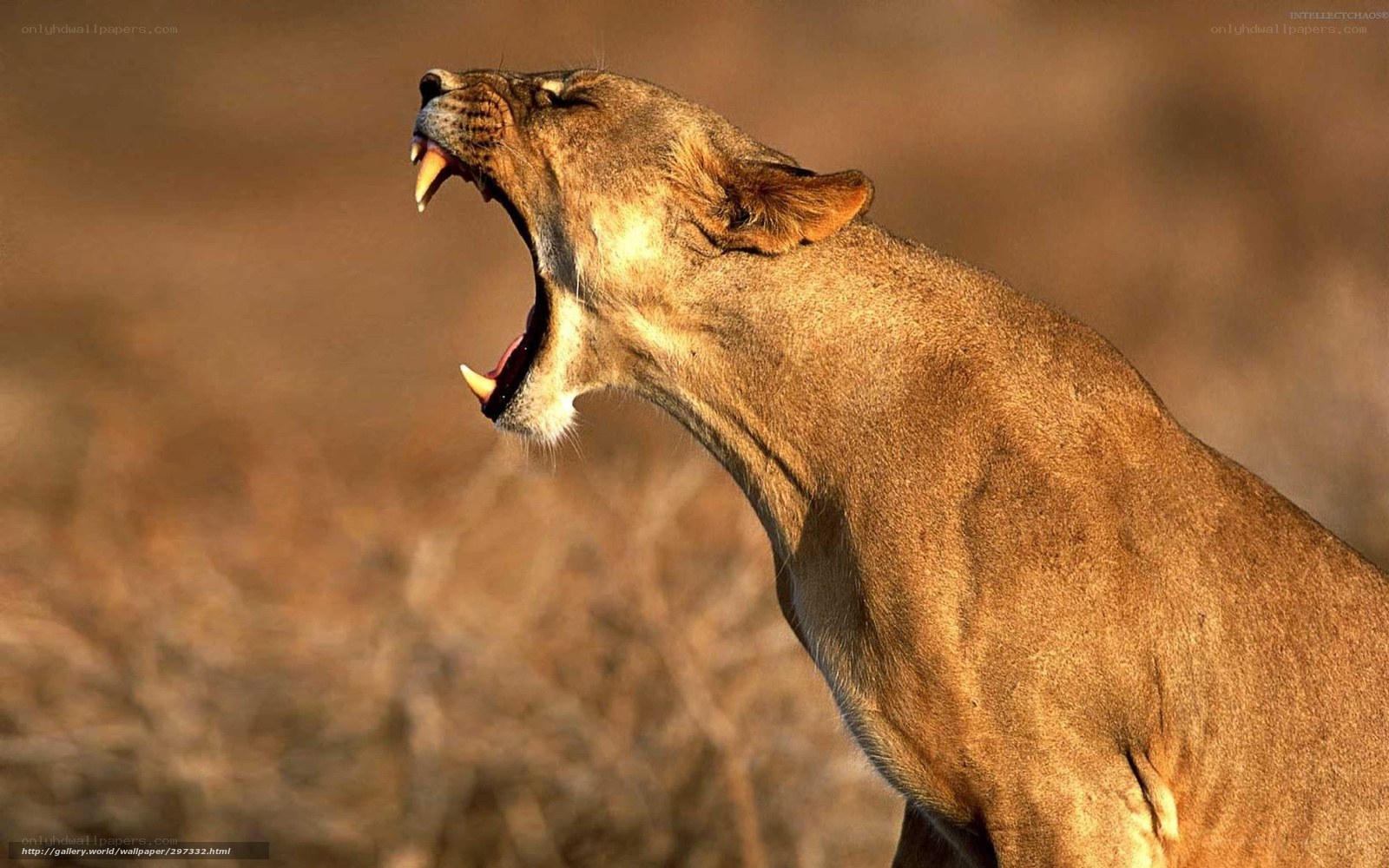 lioness roaring in savanna