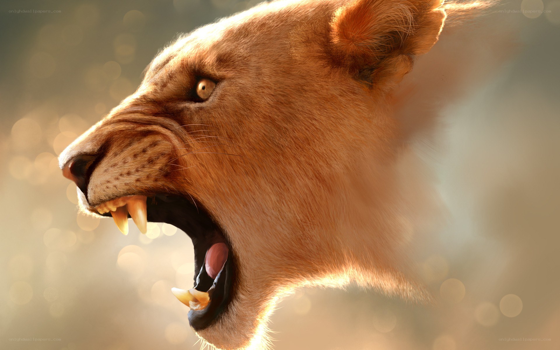 lioness roaring in sunlight