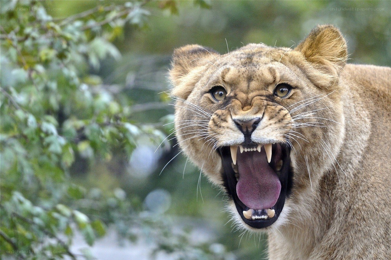lioness roaring in the wild