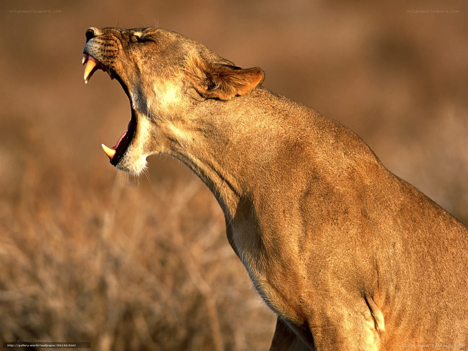 Lioness roaring in the wild