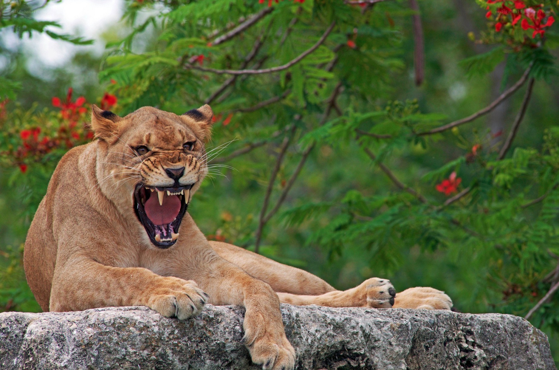 Lioness roaring on a rock