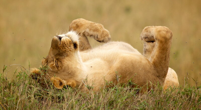 Lioness Rolling in Grass