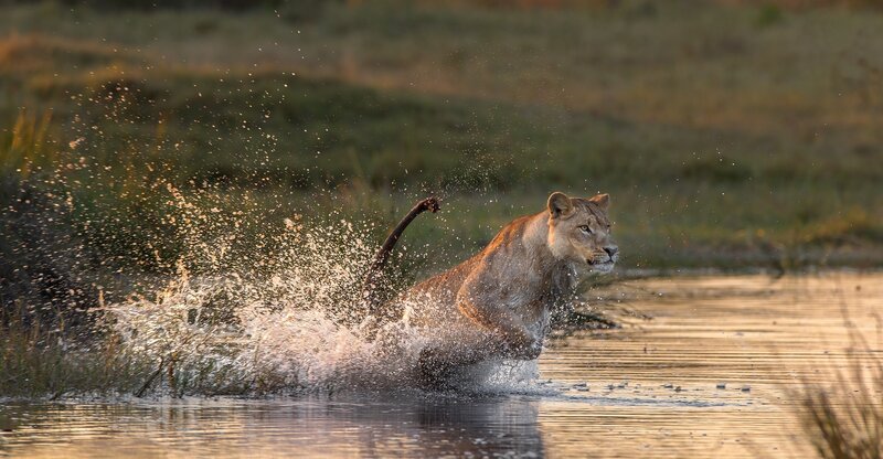 Lioness Running Through Water — Brown
