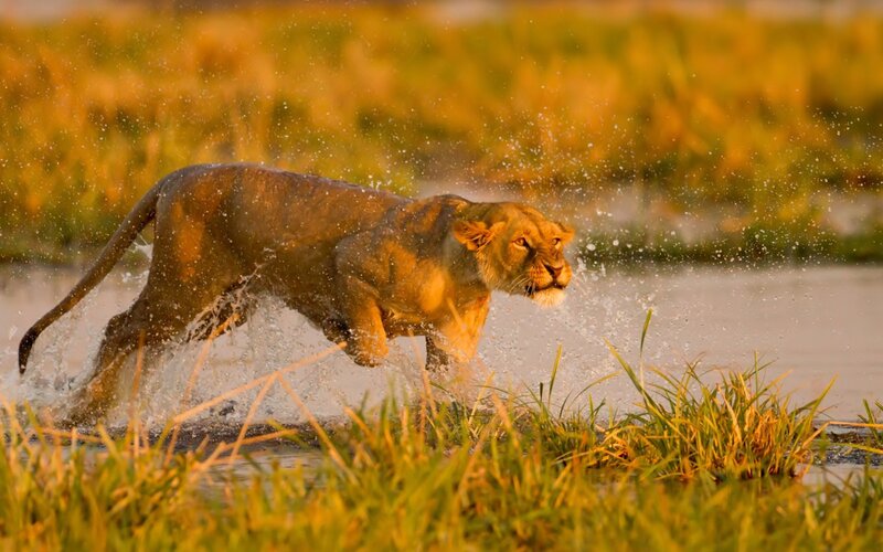 Lioness Running Through Water — Yellow, Dynamic