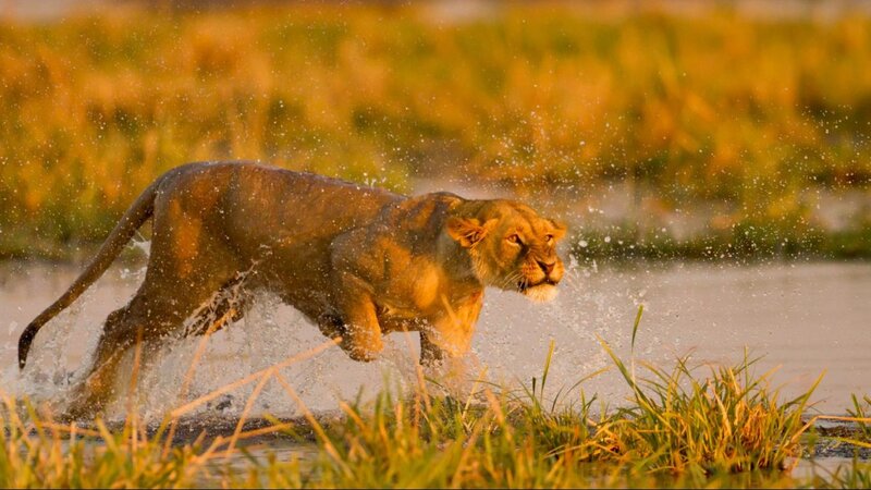 Lioness Running Through Water — Yellow