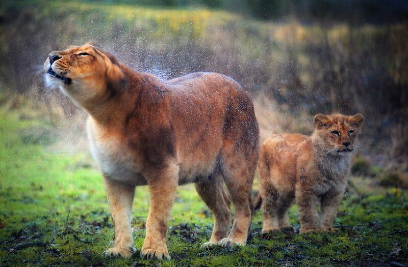 Lioness Shaking Water