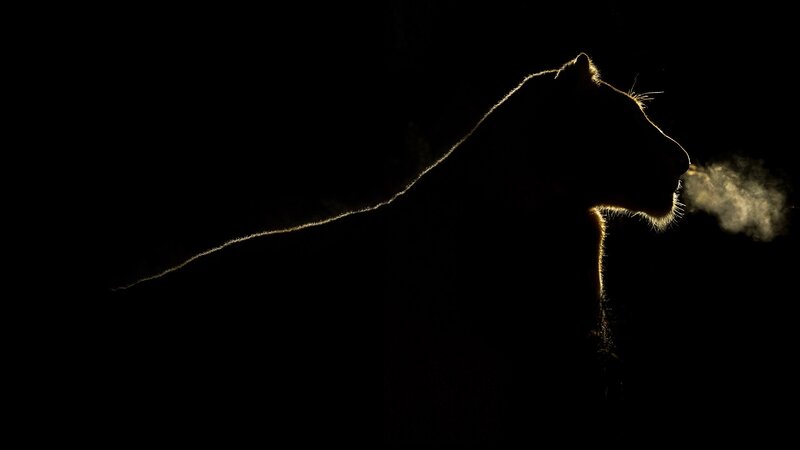 Lioness Silhouette — Black, Dramatic