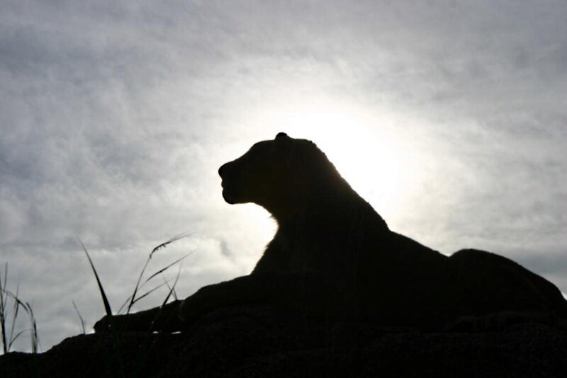 Lioness Silhouette — Black