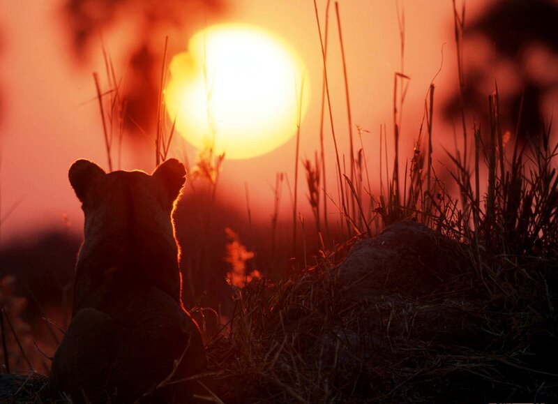 Lioness Silhouette