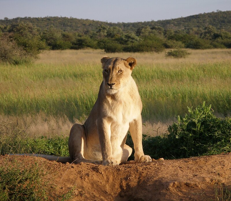 Lioness Sitting in Grass