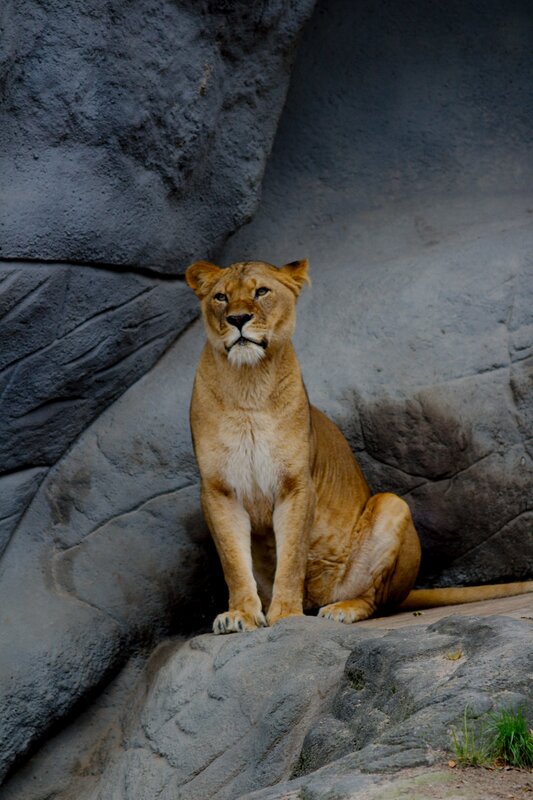 Lioness Sitting on Rock