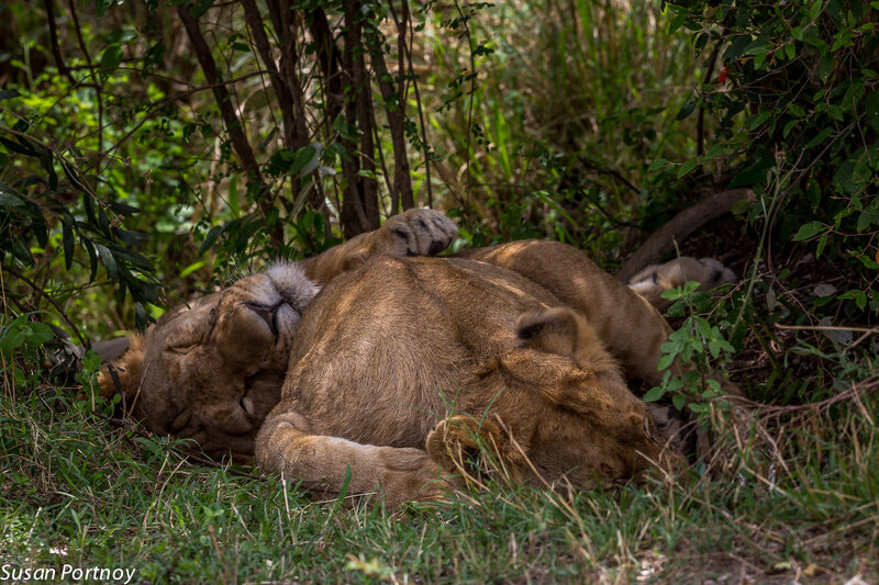 Lioness Sleeping in Grass