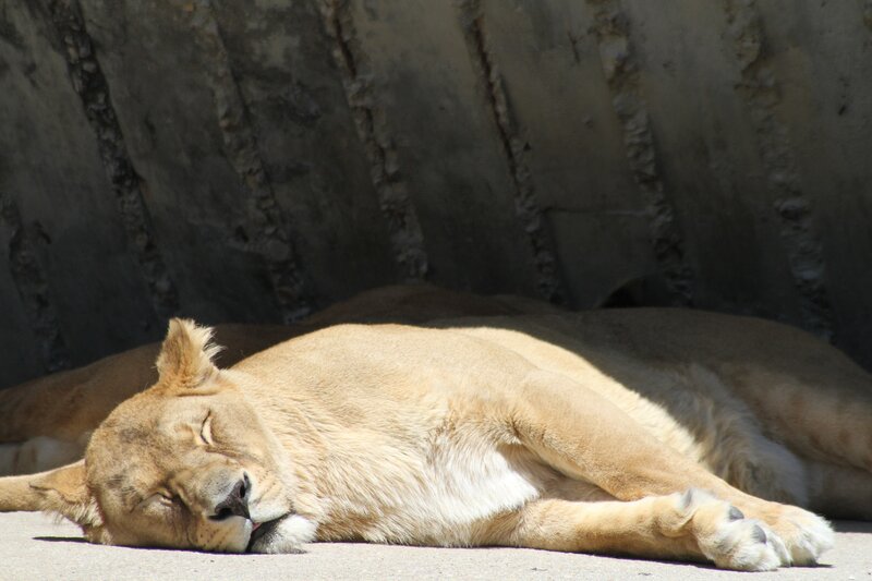 Lioness sleeping in sun