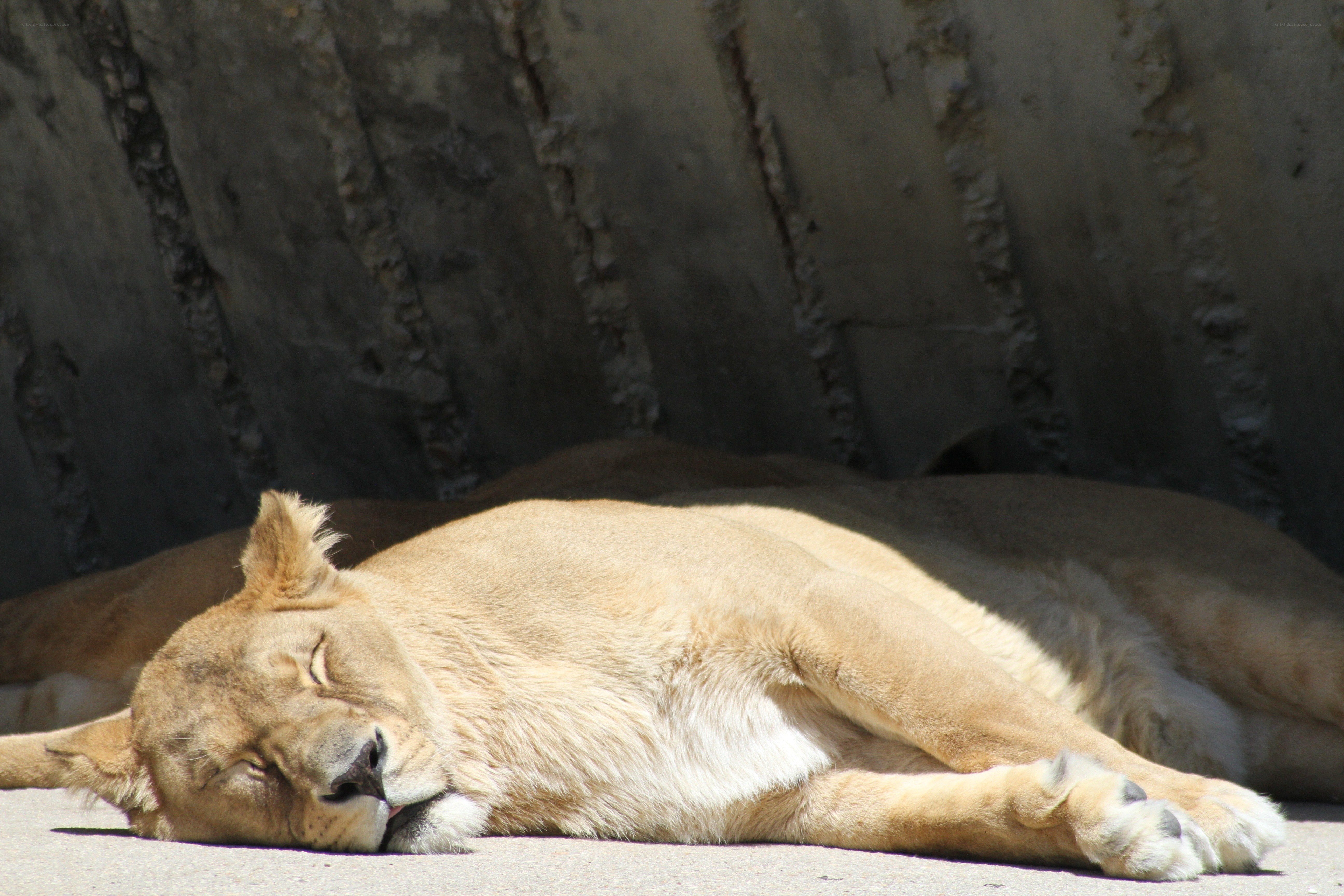 Lioness sleeping in sun