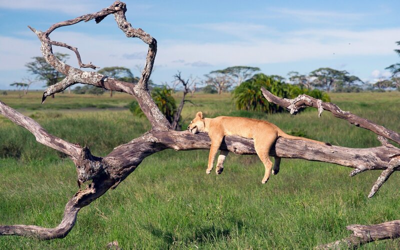 Lioness Sleeping on Branch