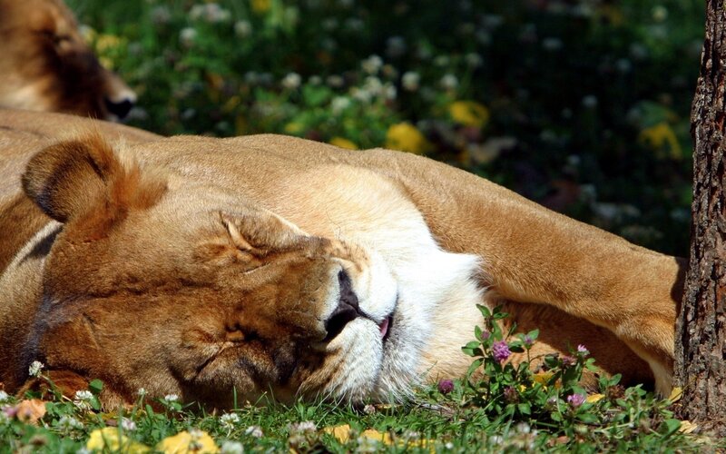 Lioness Sleeping on Grass