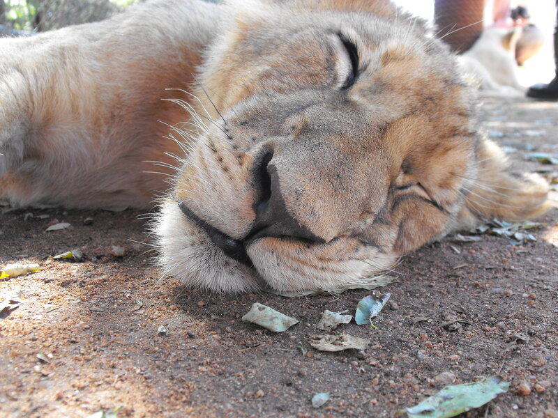 Lioness Sleeping on Ground