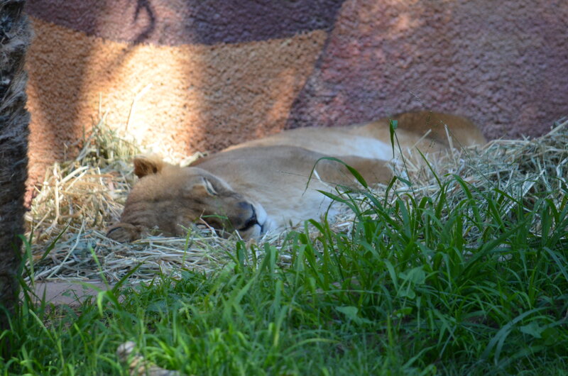 Lioness Sleeping on Hay