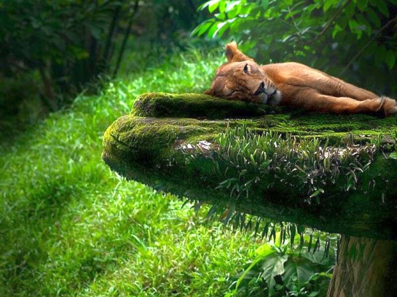 Lioness Sleeping on Rock — Green