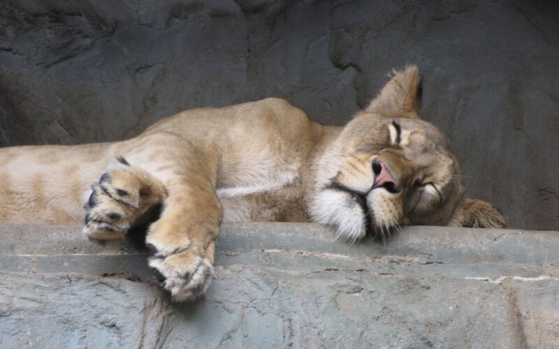 Lioness sleeping on rock